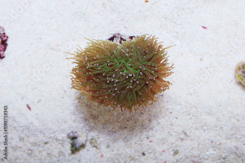 Green Torch Coral, Euphyllia glabresens photo