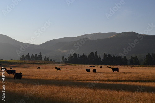 black angus beef suckler cows grazing in a field on a golden summer autumn day, agriculture, farming, ranching