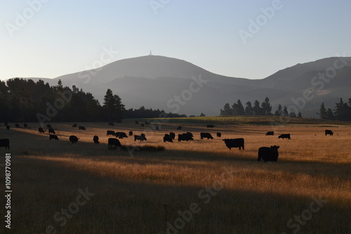 black angus beef suckler cows grazing in a field on a golden summer autumn day, agriculture, farming, ranching
