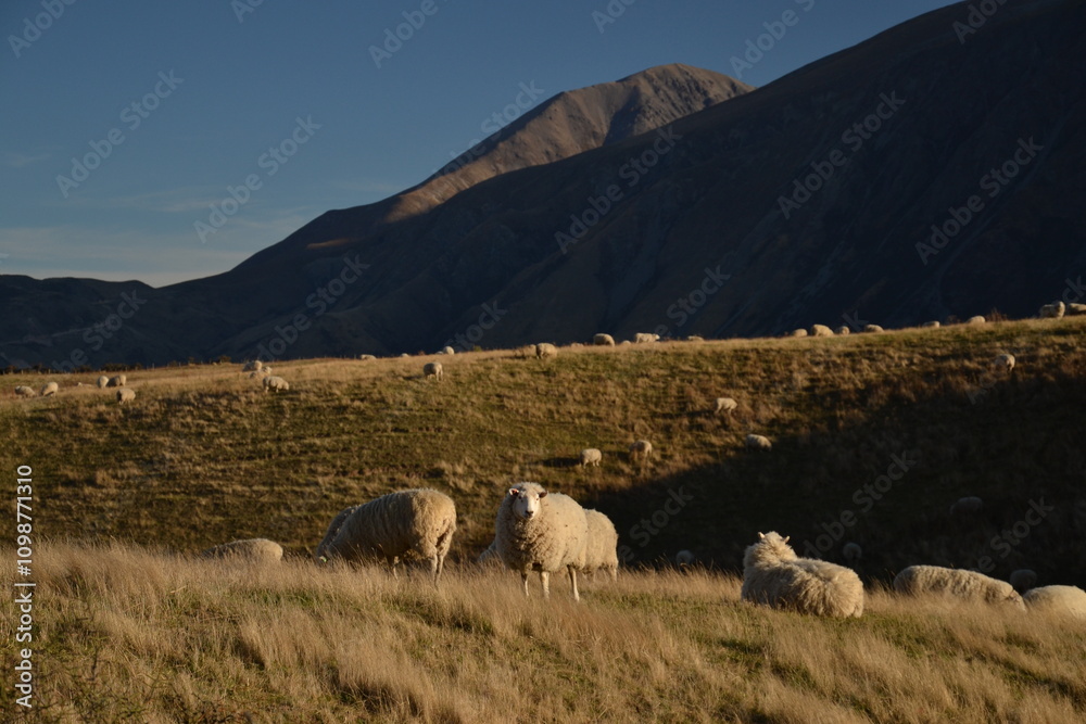 Obraz premium Sheep ewes grazing on a hill country property, pasture-fed