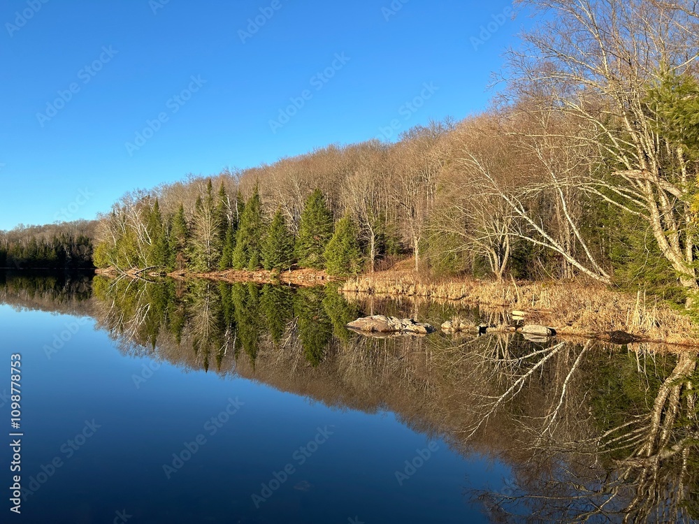 Obraz premium Lake and forest reflections