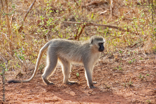 Singe vervet (Chlorocebus pygerythrus) dans le Parc National Kruger, Afrique du Sud photo