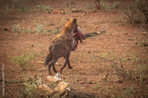 hyène avec un morceau de viande dans la gueule, dans le Parc National Kruger, Afrique du Sud	 photo