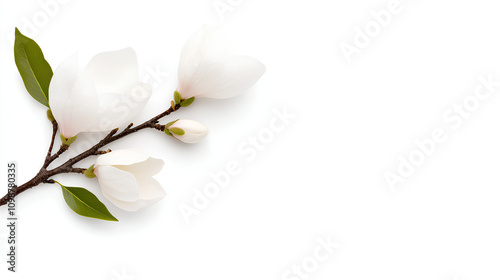 Magnolia Liliiflora Flower on Branch with Leaves Isolated on White Background photo