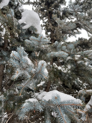 Snow on tree branches