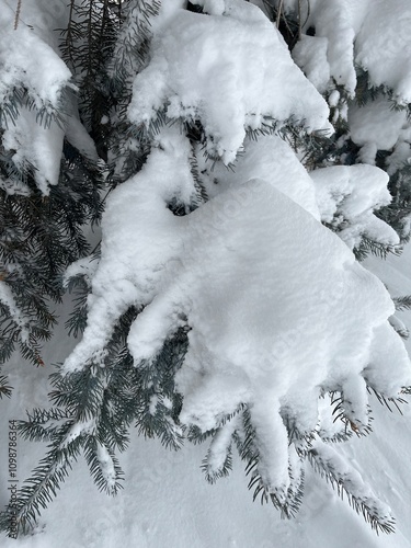 Snow on pine tree branches 