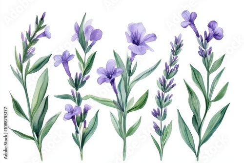 isolated green leaves with lavender sprigs photo