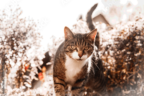 Stolze Katze im Herbst photo