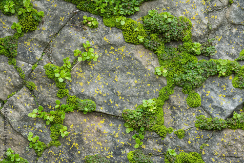 Moss and Stone, Texture background, vibrant greens, natural growth, and rustic patterns, high-resolution close-up, 4K
