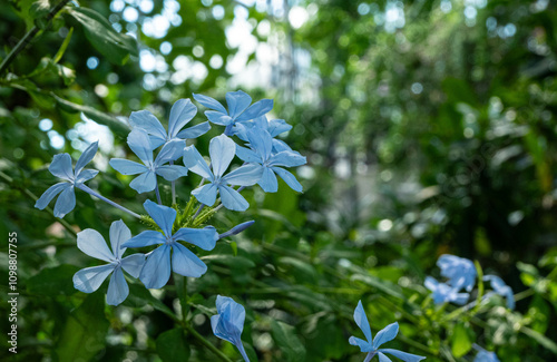 Flower background of violet blue flowers inside the Yumenoshima Park Tropical Greenhouse Dome in Tokyo with space for text. photo