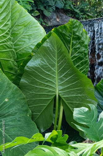 Close up of big green leaves inside the Yumenoshima Park Tropical Greenhouse Dome in Tokyo, Japan. photo