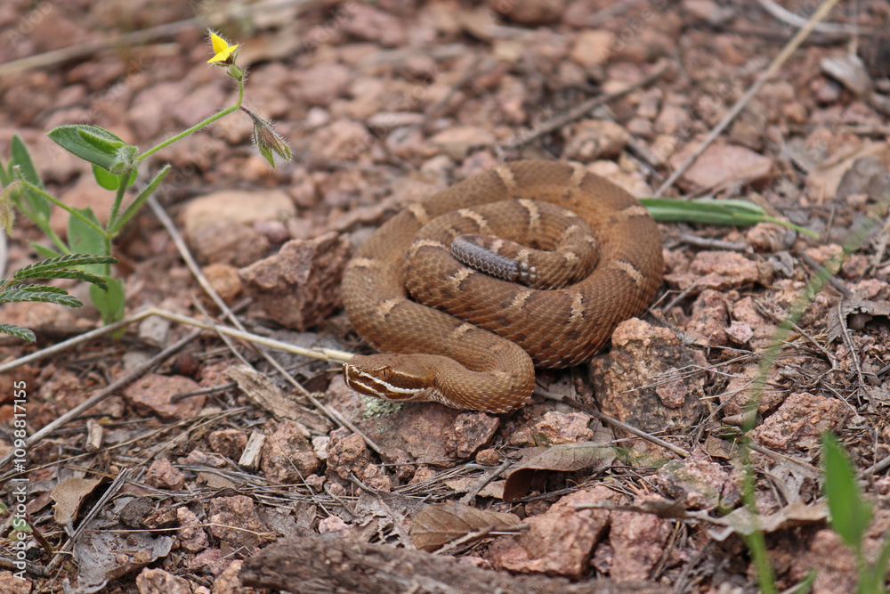 Fototapeta premium Arizona Ridge-nosed Rattlesnake (Crotalus willardi) Coiled in Rocky Environment 
