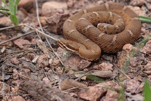 Arizona Ridge Nosed Rattlesnake Crotalus willardi in rocky habitat in mountains