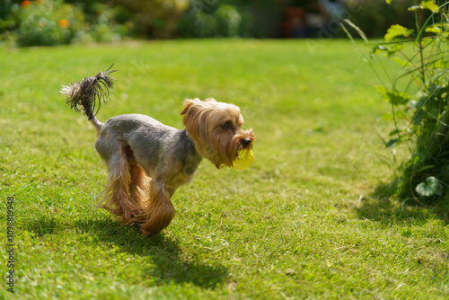 Little cute Yorkshire Terrier running on green grass. Pet fun concept