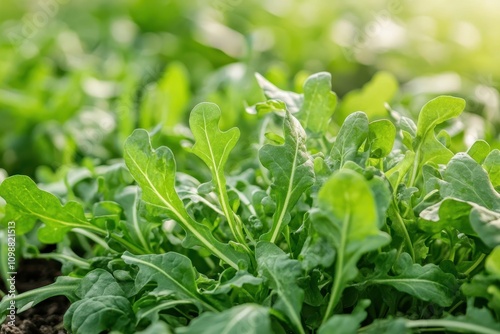 A crop of arugula or rocket before collection photo