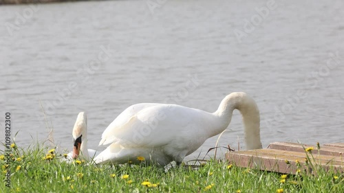 swan on a lake