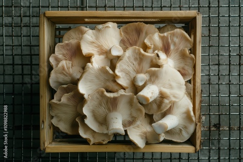 Arrange a variety of mushrooms including phoenix oyster lung oyster and pleurotus sajor caju in a wooden basket on a metal grid Healthy vegetarian option photo