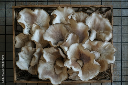 Arrange a variety of mushrooms including phoenix oysters and pleurotus sajor caju in a wooden basket on an iron grid background ideal for vegetarian dishes photo