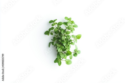 Isolated photo of oregano marjoram on white background Healthy food concept Single object with clipping path Design element overhead view