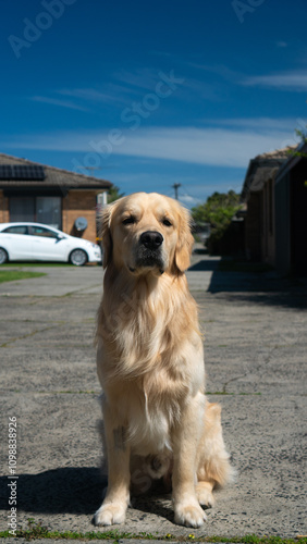 Golden retriever