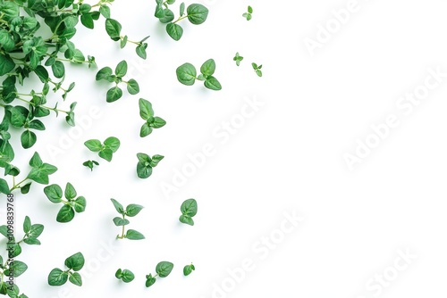 Oregano foliage and marjoram stem on a white backdrop