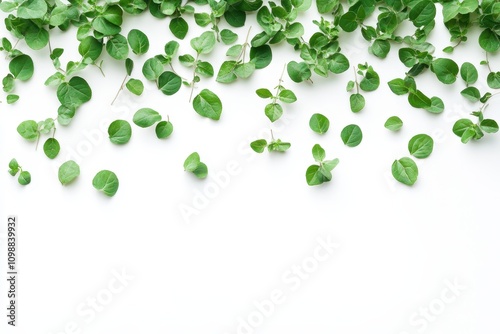 Oregano or marjoram leaves on white