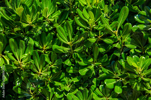 Wallpaper Mural Green background nature wall vertical garden at interior and exterior decoration home or office for living in good relax space. Torontodigital.ca