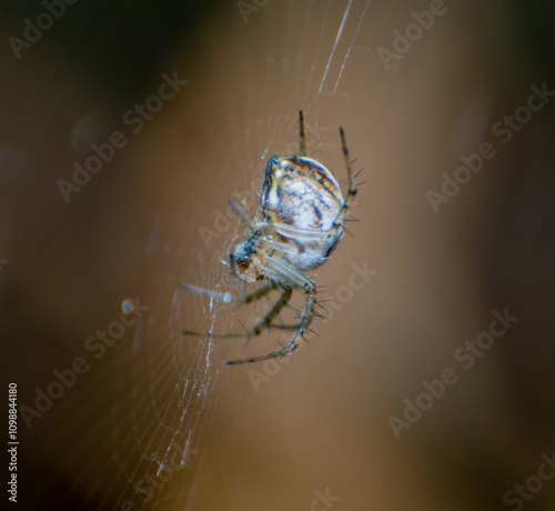 spider on a web