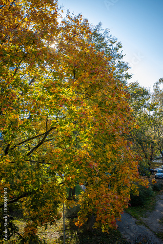 autumn in the park