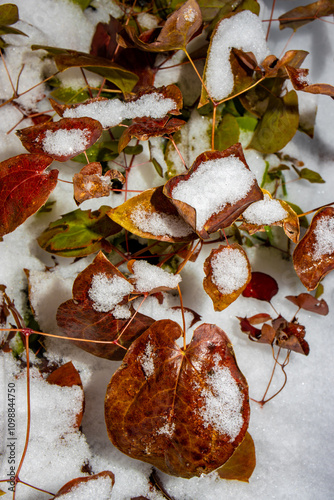 autumn leaves in the snow