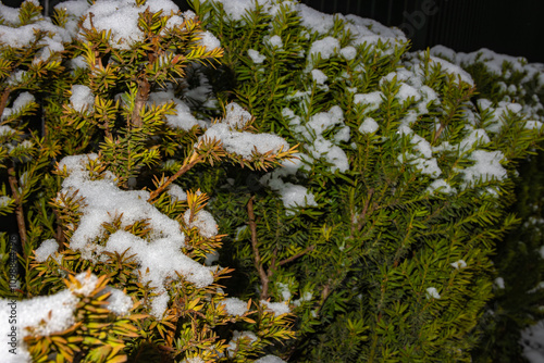 christmas tree with snow