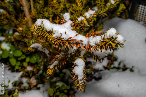 christmas tree with snow