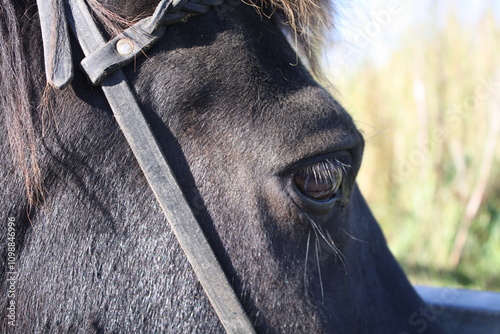 brown horse photo