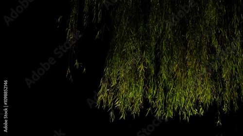 Tokyo,Japan - November 26,  2024: Willow or osier or sallow in the night 