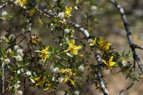 Flowering jarilla (larrea divaricata) in the summer of Patagonia. 
