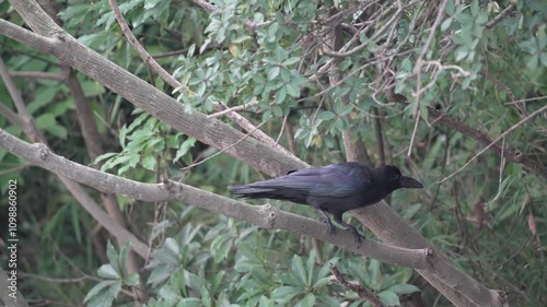 crow in a field