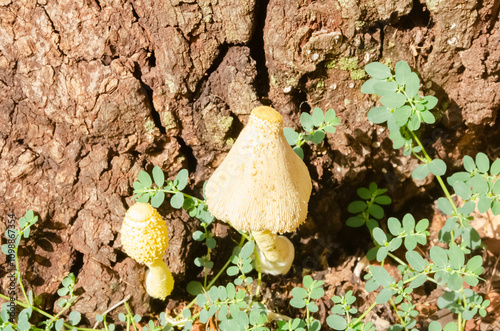 фотографія Looking Down On The Cap Of Yellow Parasol Mushrooms