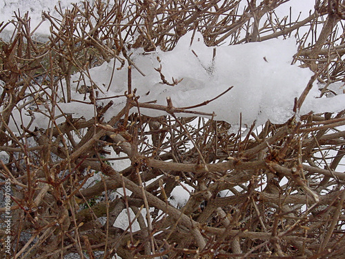 Snowy branches 