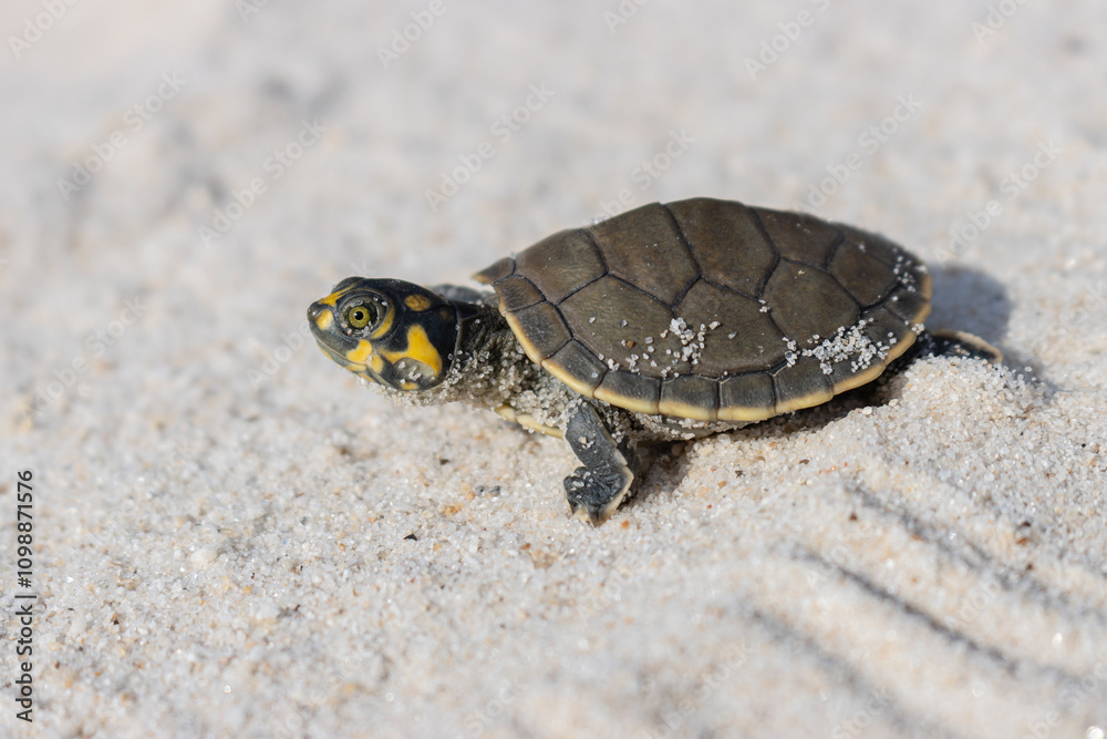 Obraz premium AMAZONIAN AQUATIC TURTLES KNOWN AS TARICAYAS, A SPECIES THAT LIVES IN THE AMAZONIAN RIVERS, CAN BE FOUND IN THE IGAPOS OF THE NANAY RIVER