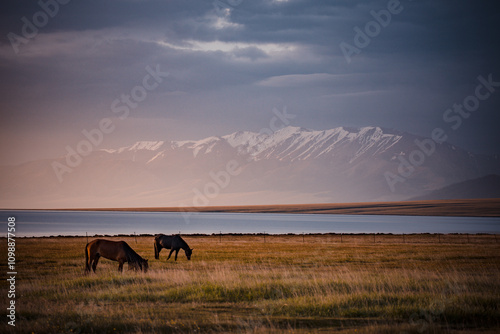 Summer pastures in Yili, northern Xinjiang photo