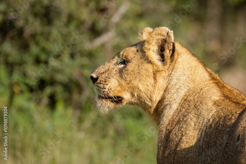 A young lioness in head and shoulders portrait looks intently and alertly into its natural acacia thornbush habitat, obviously focused on something interesting in a game reserve in South Africa. photo