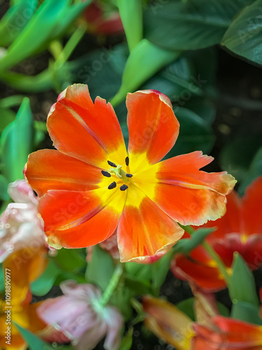 Bokeh Closeup of Beautiful Orange Yellow Tulip