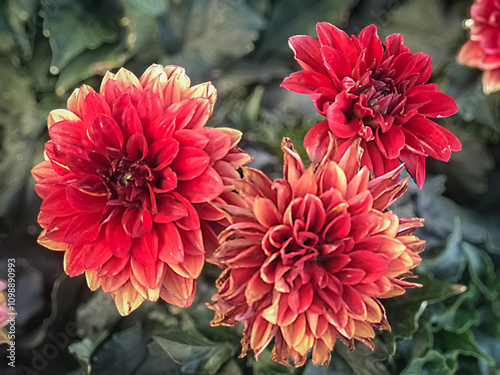 Macro Closeup of Fiery Red Orange Dahlia Flowers