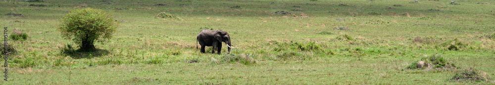 Fototapeta premium Herd of elephants grazing and walking across the savanna grassland, African safari vacation in Kenya, Maasai Mara National Reserve 