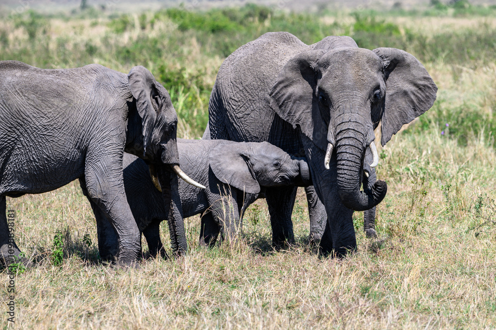 Fototapeta premium Elephant family, young elephant with trunk curled up next to mom, African safari vacation in Kenya, Maasai Mara National Reserve 
