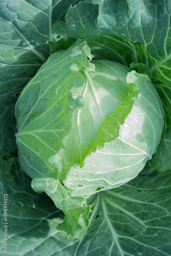 Obraz premium Fresh green cabbage surrounded by vibrant leaves in a garden setting