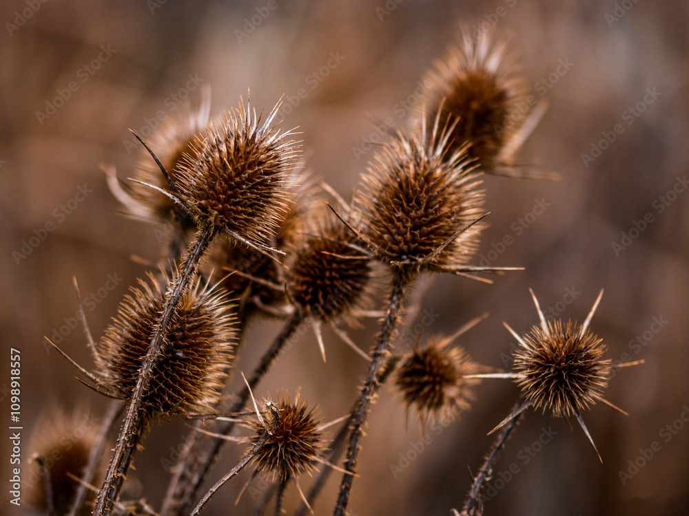 Obraz premium thistle in the field
