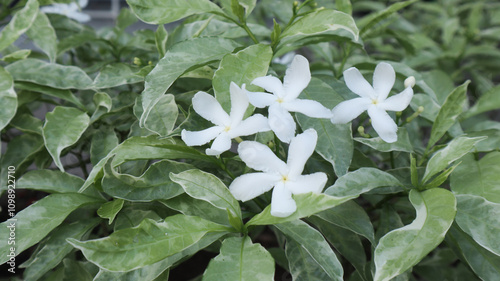 Jasminum sambac (melati putih) is a species of jasmine native to tropical Asia, from the Indian subcontinent to Southeast Asia photo