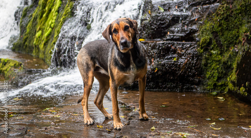 A huntaway dog posing in front of a waterfall in catlins new zealand photo