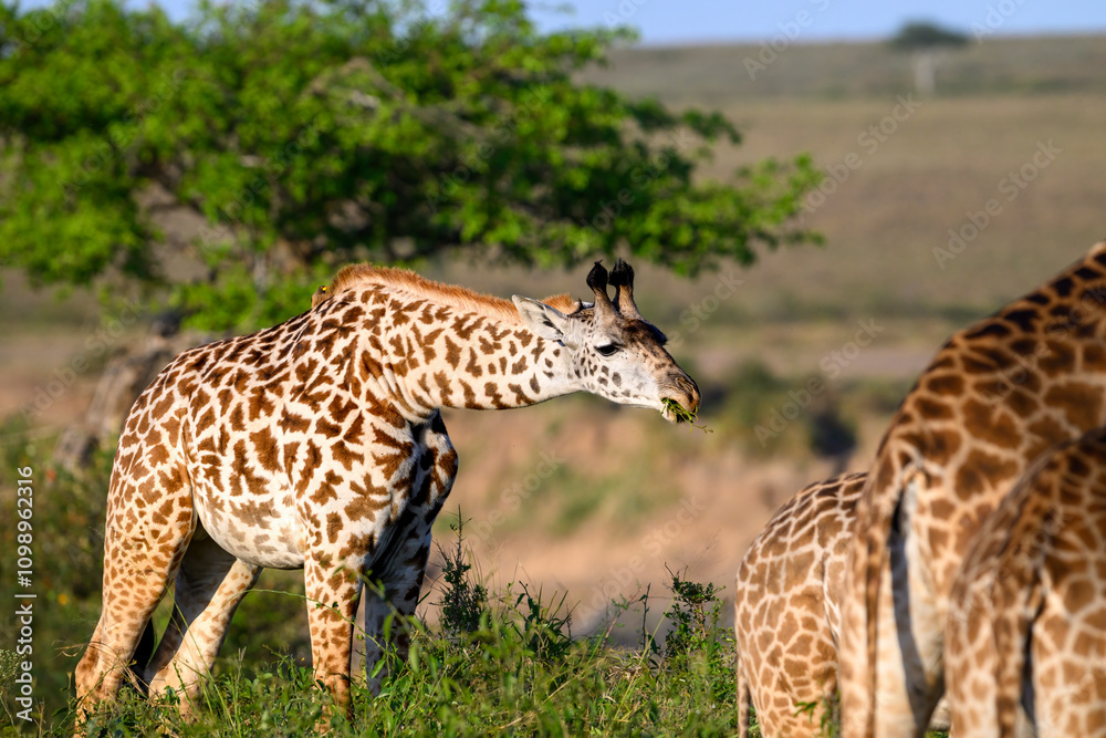 Obraz premium Funny portrait of Maasai giraffes grazing in the Masai Mara National Reserve, safari tourism game drive in Kenya, Africa